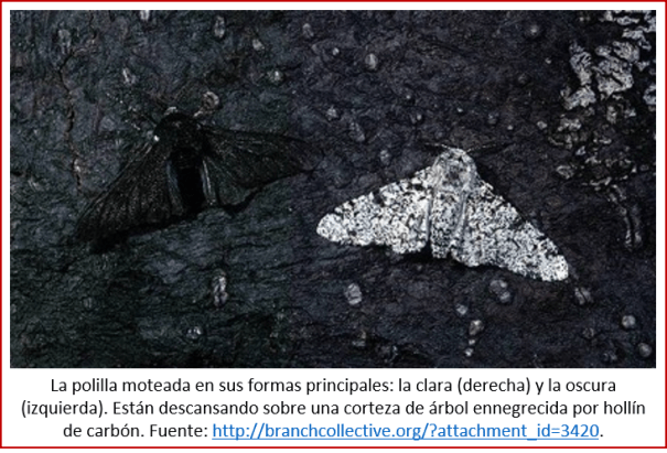 Blog 2007xx - Evolución contemporánea - polilla